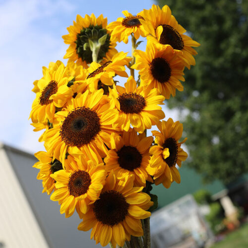 Sunflower Pro Cut Horizon F1 Seed A20222798