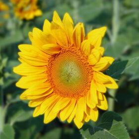 Sunflower Pro Cut Gold Lite DMR F1 Seed A20222797