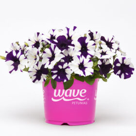 Petunia Shock Wave Purple Tie Dye F1 Seed A20223009