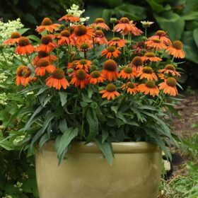 Echinacea Artisan Soft Orange F1 Seed A20222343