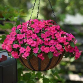 Impatiens Beacon Rose Seed A20222431