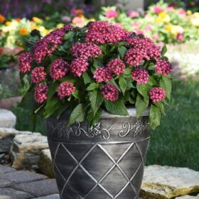 Pentas Glitterati Red Star F1 Seed A20222622