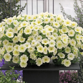 Petunia Opera Supreme Lemon F1 Seed A20222987