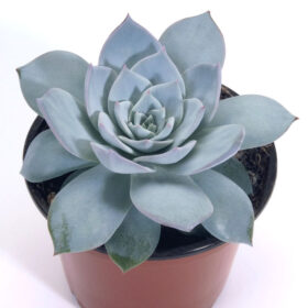 Echeveria Peacockii Seed A20222772