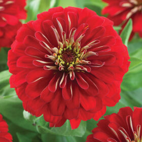 Zinnia Preciosa Red F1 Seed A20222937