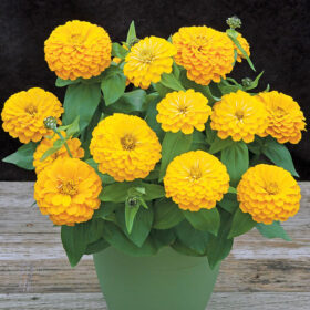 Zinnia Preciosa Yellow F1 Seed A20223057