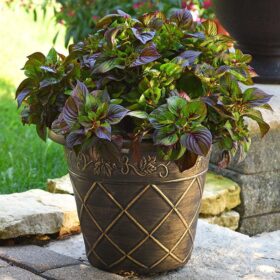 Celosia Sol Gekko Green Seed A20222261