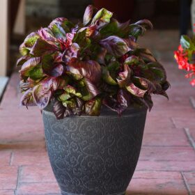 Celosia Sol Lizzard Leaf Seed A20222262