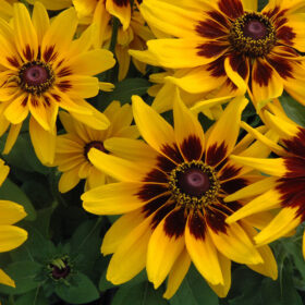 Rudbeckia Black Eyed Susa Sputnik Seed A20222700