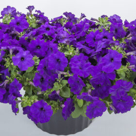 Petunia FotoFinish Blue F1 Seed A20222968