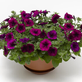 Petunia FotoFinish Burgundy F1 Seed A20222969