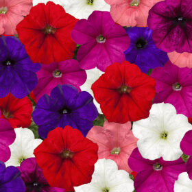 Petunia FotoFinish Mix F1 Seed A20222970