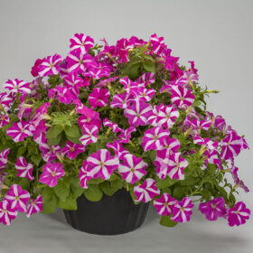 Petunia FotoFinish Rose Star F1 Seed A20222974