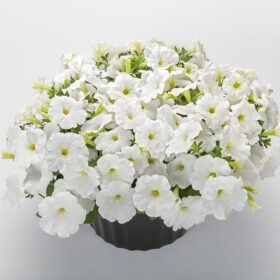 Petunia FotoFinish White F1 Seed A20222975