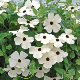 Thunbergia Susie White Seed A20222829