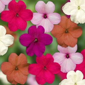 Impatiens Imara XDR Pastel Mix F1 Seed A20222439