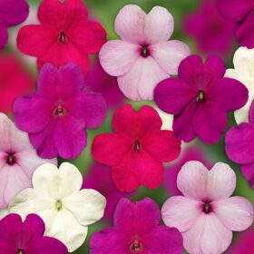 Impatiens Imara XDR Rosy Mix F1 Seed A20222454
