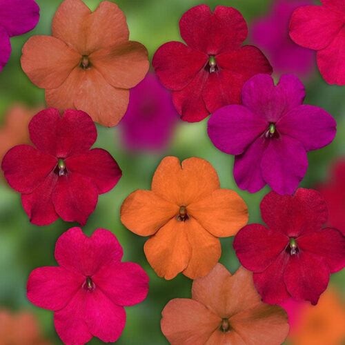 Impatiens Imara XDR Tango Mix F1 Seed A20222455