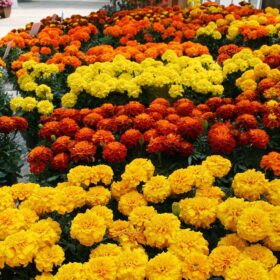 Marigold Happy Mix Seed A20222571