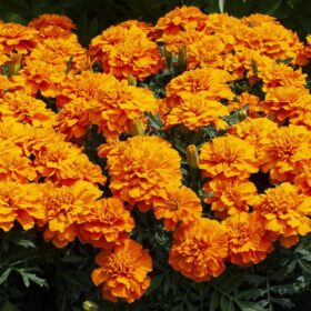 Marigold Happy Orange Seed A20222572