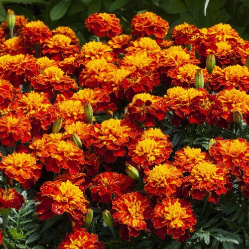 Marigold Happy Spry Seed A20222551