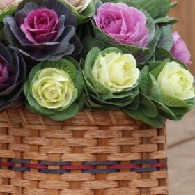 Ornamental Kale Cut Flower Collection Seed A20222492