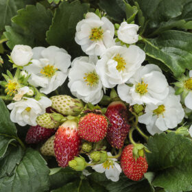 Strawberry Summer Breeze White F1 Seed A20222768