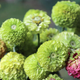 Zinnia Queeny Lime Seed A20223073