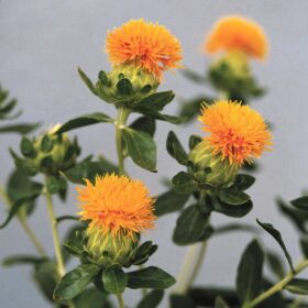 Carthamus Grenade Orange Seed A20222236