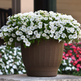 Petunia Shock Wave White F1 Seed A20223003