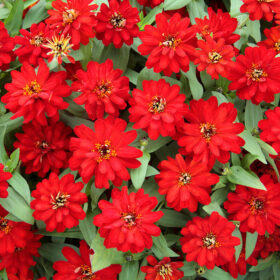 Zinnia Profusion Double Red Seed A20223064