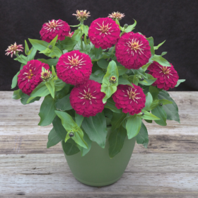 Zinnia Preciosa Rose F1 Seed A20222938