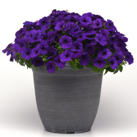 Petunia E3 Easy Wave Blue F1 Seed A20222658