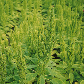 Amaranthus Green Thumb Seed A20222147