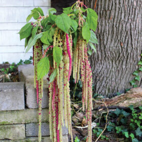 Amaranthus Mira Seed A20222149