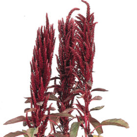 Amaranthus Oeschberg Seed A20222150