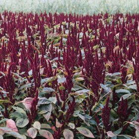 Amaranthus Pygmy Torch Seed A20222151