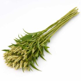 Celosia Celway White Seed A20222241