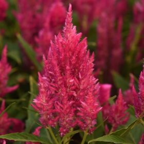 Celosia Sunday Bright Pink Seed A20222264