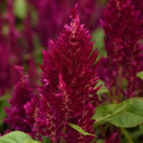Celosia Sunday Purple Seed A20222272