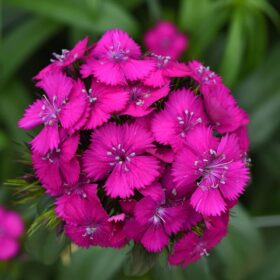 Dianthus Sweet Neon Purple F1 Seed A20222333