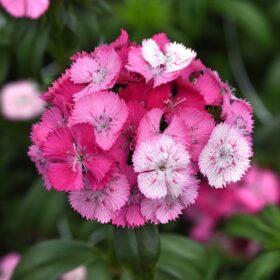 Dianthus Sweet Rose Magic F1 Seed A20222334