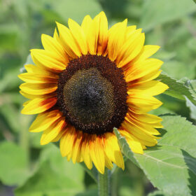 Sunflower Max Ringo F1 Seed A20222817