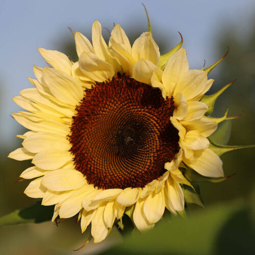 Sunflower Summer Moon F1 Seed A20223055