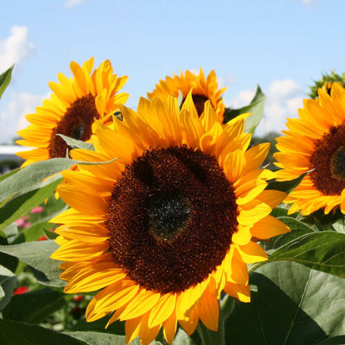 Sunflower Rayo De Sol F1 Seed A20222822