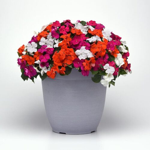 Impatiens Beacon Mix Lindau F1 Seed A20222425