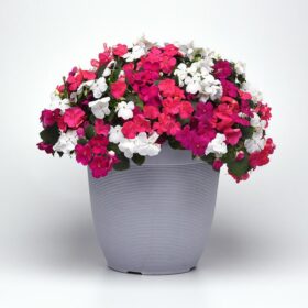 Impatiens Beacon Mix Portland F1 Seed A20222426