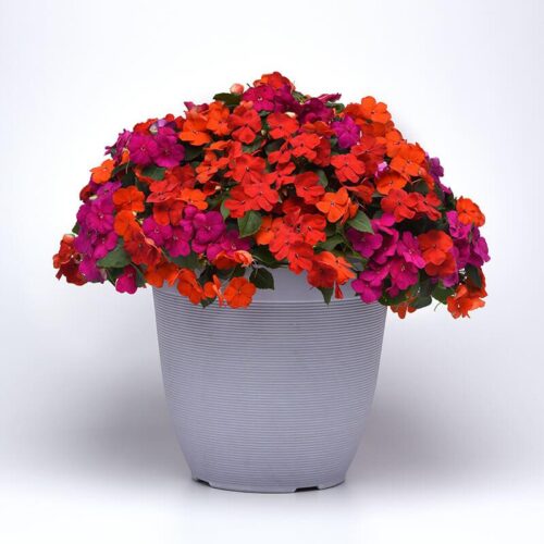 Impatiens Beacon Mix Sanibel F1 Seed A20222427