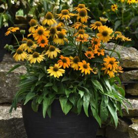 Echinacea Artisan Yellow Ombre F1 Seed A20222349