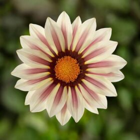 Gazania Kiss White Flame F1 Seed A20222364
